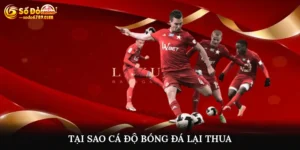 Tại sao cá độ bóng đá lại thua